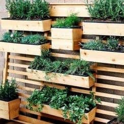 Aromatic Herbal Garden Trends and Ideas